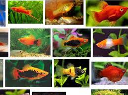Jenis Ikan Platy Yang Populer Dipelihara