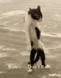 Tap and hold to download & share. Ride Or Die Bitches Gifs Tenor