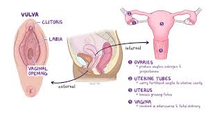 Image result for female sex organ