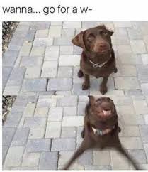 Memes About Dogs Are Excited You Re Home 28 Pics Funnyfoto Funny Animal Memes Funny Dog Memes Funny Animal Jokes