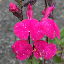 Image result for Sebaea microphylla