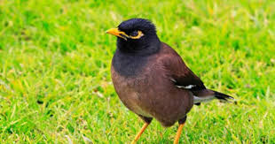 Birds That Don T Fly 94 10 Captivating Brown Coloured Birds Animals Birds Color