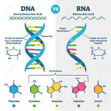 Check spelling or type a new query. Dna Vs Rna Vector Illustration Educational Genetic Acid Explanation Royalty Free Cliparts Vectors And Stock Illustration Image 144894401