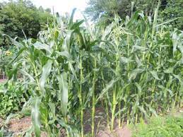 Know how to plant sweet corn. How To Grow Sweet Corn Popcorn Indian Corn Growing Seeds For Planting The Gardener S Network