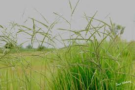 Image result for Urochloa brizantha