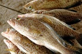 Permintaannya banyak dan stoknya mulai langka. Harga Ikan Laut Konsumsi Per Kg 2018 Nama Nama Hewan