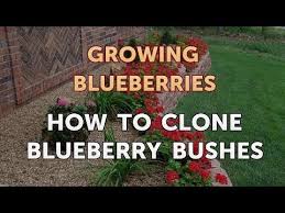 They are classified in the section cyanococcus within the genus vaccinium. How To Clone Blueberry Bushes Youtube