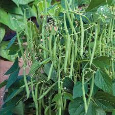 Pole Beans/Climbing beans – GardeningCentre