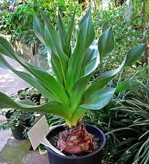 Image result for Drimia calcarata