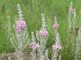 Image result for Sopubia lanata