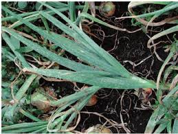 Image result for Onion Thrips