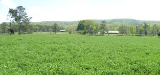 Alfalfa is all grown up! Alfalfa Management In Georgia Uga Cooperative Extension
