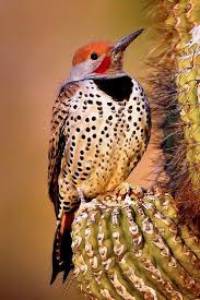 Birds Of The Southwestern Desert The Gilded Flicker Is A Large Woodpecker Of The Sonoran Yuma E Colorado Desert Nw Mexico Golden Yellow Underwing Beautiful Birds Backyard Birds Pet Birds