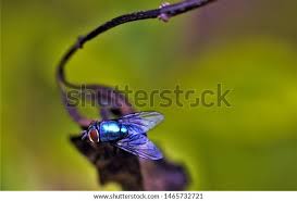 Image result for Philyrophyllum schinzii