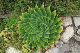 Image result for Aloe plowesii