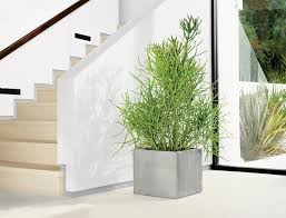 Even though it's easier than ever to buy plants online, keeping them alive is still a challenge. The Modern Houseplant Chicago Magazine Chicago Home Garden January February 2011