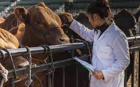 Acuerdo mediante el cual se activa, integra y opera el dispositivo nacional de emergencia de sanidad animal (dinesa), para el control y en su caso, erradicación de la enfermedad hemorrágica viral de los conejos, tipo 2 (ehvc2) en los estados de aguascalientes, baja california, baja california sur, chihuahua, coahuila de zaragoza, durango, san. El Veterinario Actor Protagonico En La Sanidad Animal E Inocuidad Alimentaria Periodico Motivar Industria Veterinaria Sanidad Animal