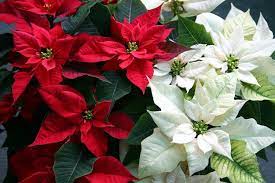 This Is How To Make Your Poinsettia Bloom Again Next Year Christmas Plants Poinsettia Plant Poinsettia Care