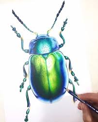 Prismacolor Beetle Drawing Art Show Prismacolor