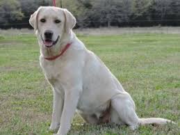 Do silver labradors really exist? Our Labrador Dogs Silver Labs For Sale Dog Training Dog Boarding Serenity Ranch Kennels