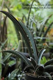 Image result for Sansevieria humiflora