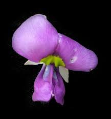 Image result for Otoptera