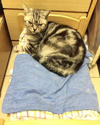 Kitten Black American Shorthair Cat 