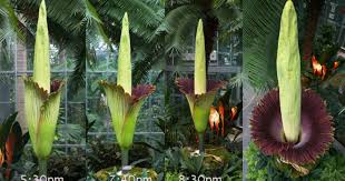 Visitors photograph a blooming corpse flower on display at phipps conservatory in the united octavia, the eighth corpse flower to bloom in five years at the missouri botanical garden, began. Corpse Flower Blooming At U S Botanic Garden Cbs News