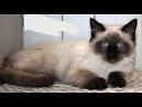 Available Ragdoll Kittens - AmorPurrfectRagdolls