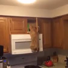 Lux art piscinas & spas www.luxartpools.com. Kitchen Furniture Is Not Cat Friendly Funny Cat Gifs On Make A Gif