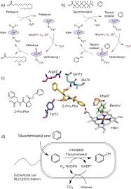 Startseite › produkte › benzol. Ganzzellbiotransformation Von Benzol Zu Phenol Durch Intrazellulares Zytochrom P450bm3 Aktiviert Mithilfe Externer Zusatze Karasawa 2018 Angewandte Chemie Wiley Online Library