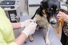 Image result for Chemotherapy