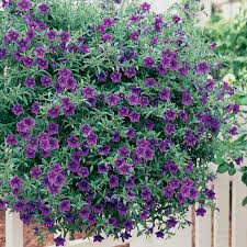 This list of best trailing succulents is exciting if you're a succulent lover. Petunia Million Bells Trailing Blue Hanging Basket