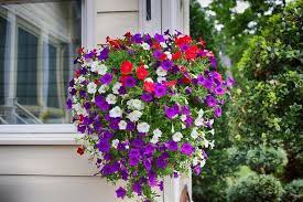Let's play ball day and night! Red Purple Color Combos Flowers Plant Gardening Blooming Secrets