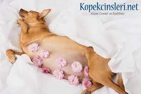 kopegim hamile mi nasil anlarim