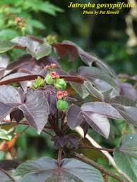 Image result for Jatropha gossypiifolia