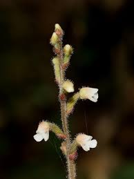 Image result for Zeuxine stammleri