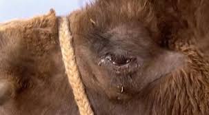 When a mongolian nomadic family's newest camel colt is rejected by its mother, a musician is needed for a ritual to change her mind. The Story Of The Weeping Camel Alchetron The Free Social Encyclopedia