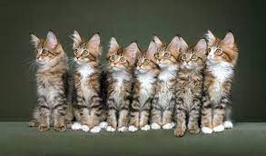 Maybe you would like to learn more about one of these? Maine Coon Cat Breed Information