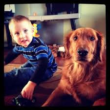 Contact spokane golden retriever breeders near you using our free golden retriever breeder search tool below! English Cream Golden Retriever Puppies Pets And Animals For Sale Spokane Wa