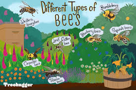 This video will show you how.you will need:bee removal spray ( any kind with a long distance sprayer)dawn dish deterge. How To Identify Different Types Of Bees