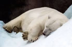 Polar Bear Sleeping - Polar Bear Facts and Information