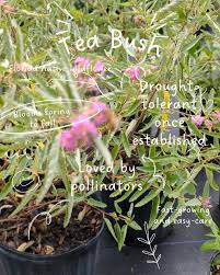 Image result for Melochia melissifolia