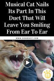 Musical Cat Nails Its Part In This Duet That Will Leave You Smiling From Ear To Ear Cats Musical Funny Cute Cats Funny Cats And Dogs