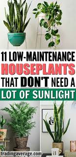Looking For Houseplants That Don T Need Much Sunlight This Article Will Give You 11 L Low Maintenance Indoor Plants House Plants Indoor Low Maintenance Plants