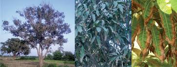 The low productivity in india is due to the wide range of climatic conditions in which it is grown and the various diseases in these climatic. Mango Diseases Impact Of Fungicides Intechopen