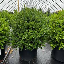 Image result for Buxus