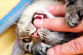 Gigit Kucing Gejala Akibat Komprehensif Mengenai Kesihatan Di Ilive