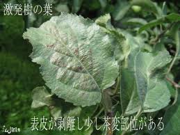 りんご病害 銀葉病 Fujirin フジタ林檎園blog