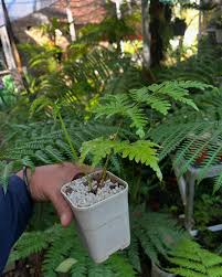 Image result for Pteris tripartita